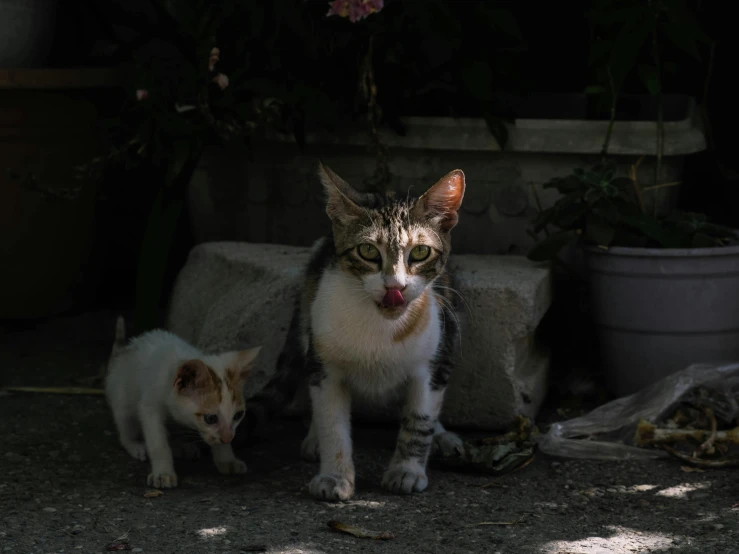 a couple of cats standing next to each other, by Elsa Bleda, pexels contest winner, photorealism, eating outside, motherly, shady look, with a white