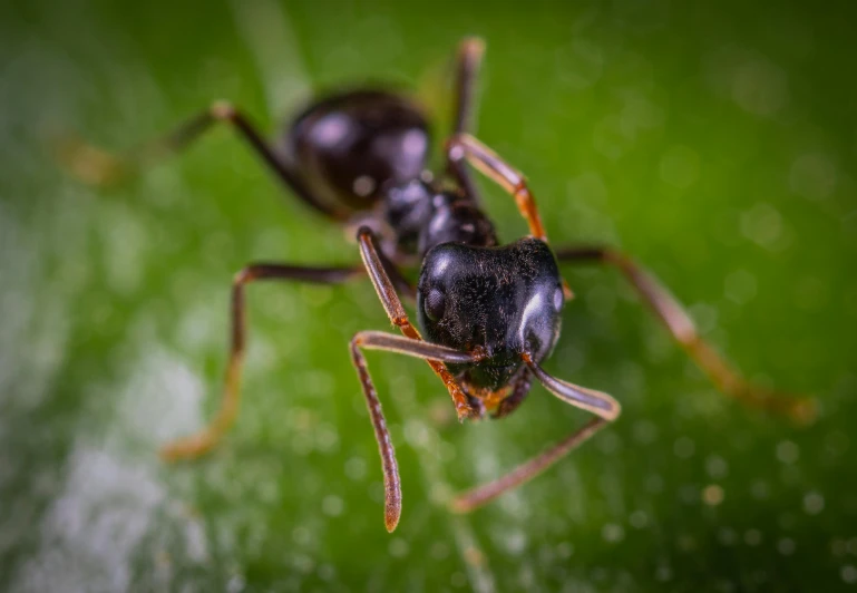 a couple of ants standing on top of a green leaf, a macro photograph, by Robert Brackman, pexels contest winner, black sokkel, full body extreme closeup, portrait of a small, looking threatening