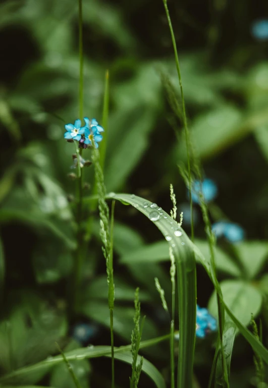 a group of blue flowers sitting on top of a lush green field, by Adam Marczyński, unsplash, rain drops, avatar image