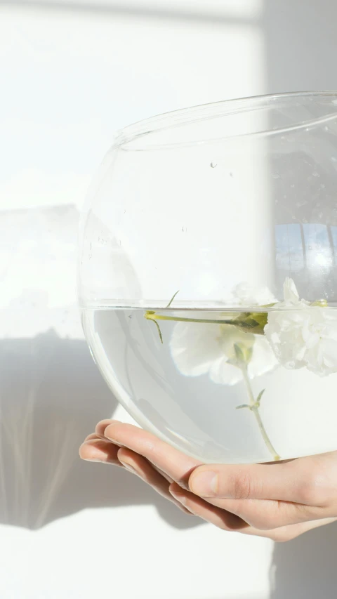 a person holding a bowl of water with a flower in it, trending on unsplash, minimalism, a huge glass tank, low quality photo, white flowers, low angle photo