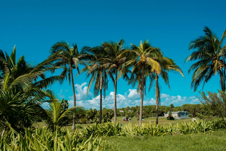 a group of palm trees sitting on top of a lush green field, pexels contest winner, varadero beach, avatar image, exterior botanical garden, profile image