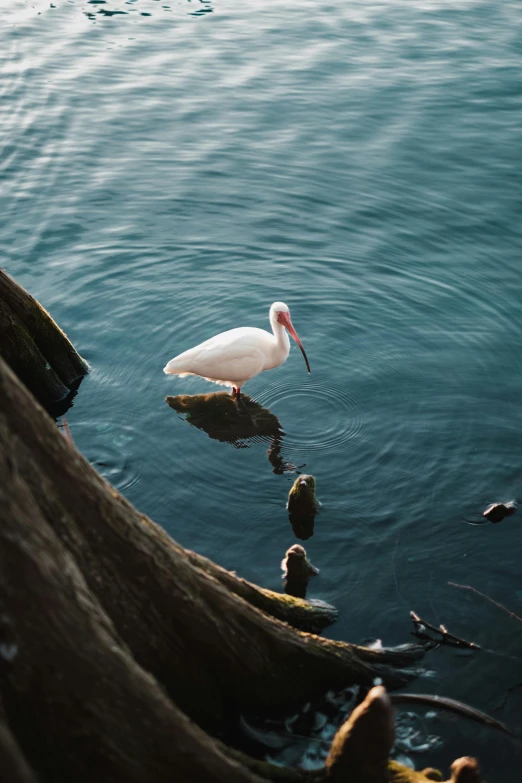 a white bird standing on top of a body of water, unsplash contest winner, backwater bayou, high angle shot, 8k 50mm iso 10, a wooden