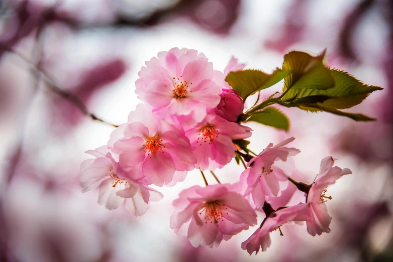 a close up of some pink flowers on a tree, by Niko Henrichon, pexels contest winner, paul barson, sakura, high detail photo, fan favorite