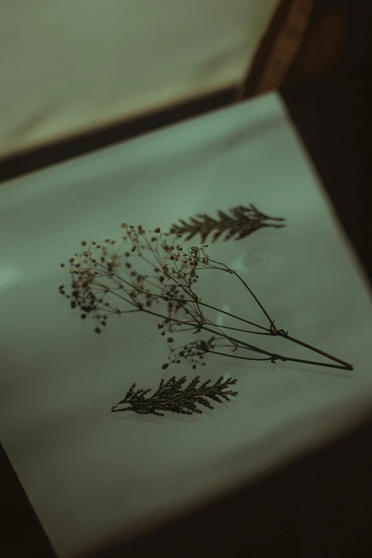 a piece of paper sitting on top of a table, inspired by Elsa Bleda, art photography, herbs, low quality photo, brown, unique silhouettes