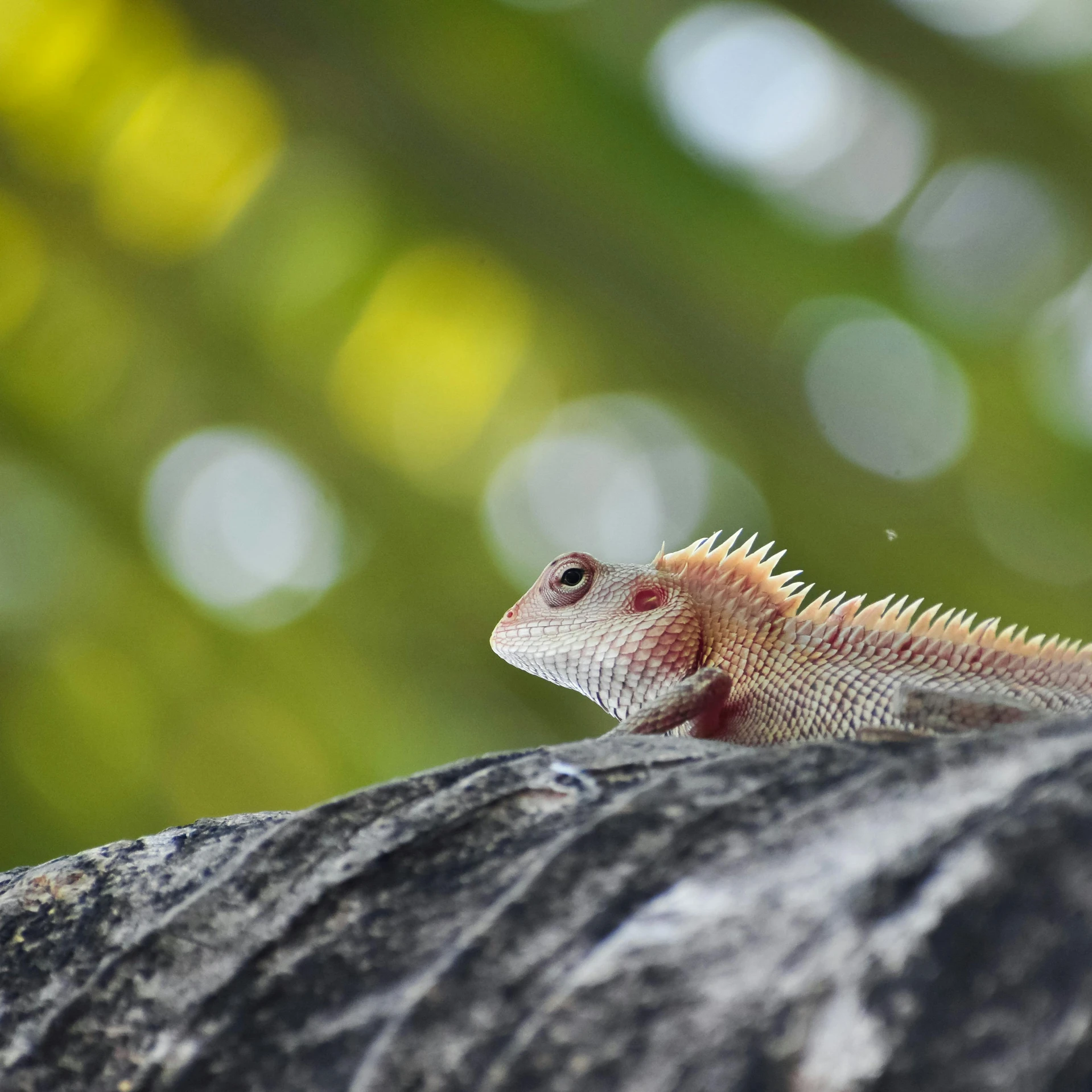 a lizard sitting on top of a rock, on a tree, wearing spiky, sri lanka, red scales on his back