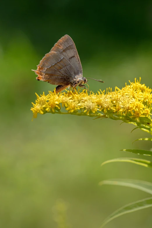 a brown butterfly sitting on top of a yellow flower, by David Simpson, slide show, small, prairie, grey