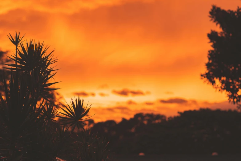 a sunset with palm trees in the foreground, an album cover, unsplash contest winner, australian tonalism, orange fluffy spines, fire from sky, unsplash 4k, spiky