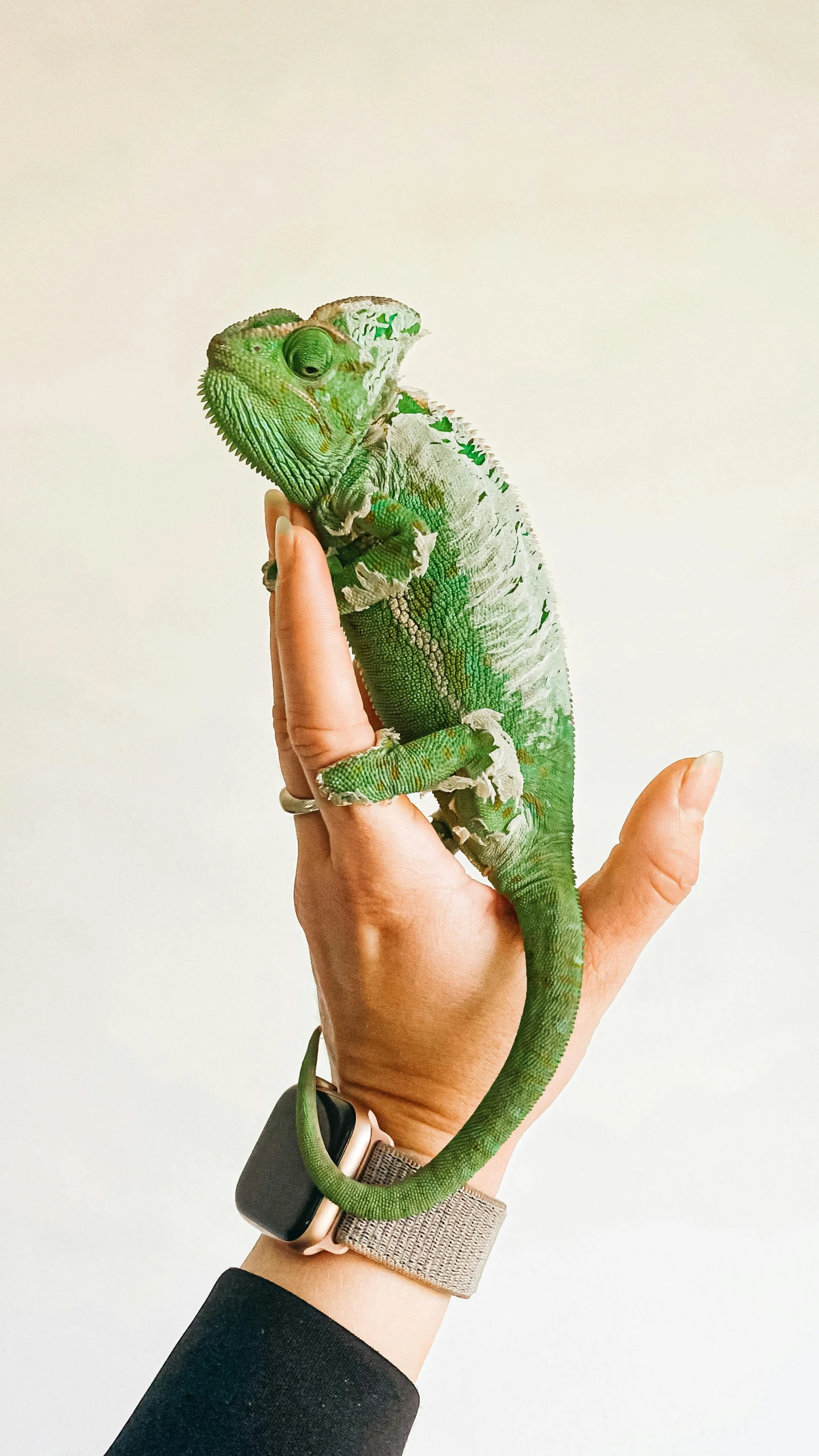 a person holding a green lizard in their hand, by Ellen Gallagher, on clear background, loki's pet project, gq, australian