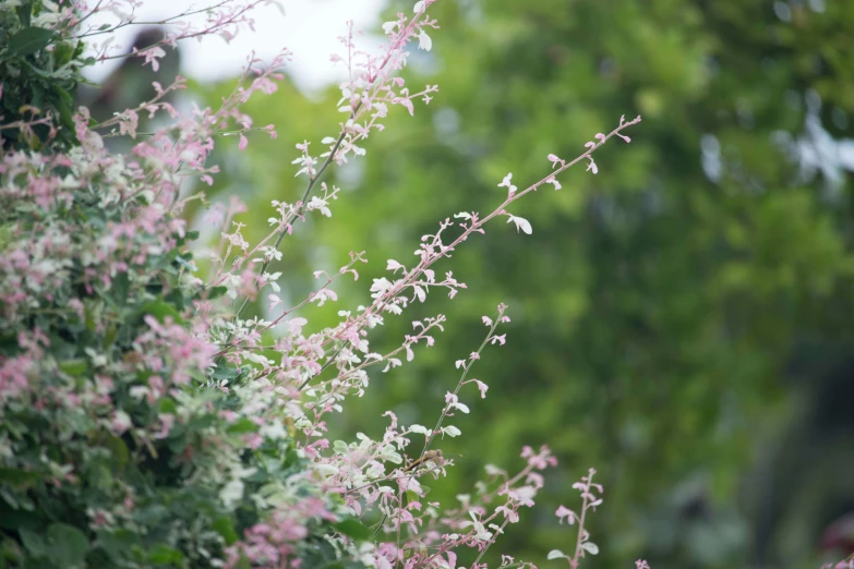 a bunch of pink flowers sitting on top of a lush green field, a picture, by Helen Stevenson, unsplash, arabesque, betula pendula, branches and ivy, sage, in a verdant garden