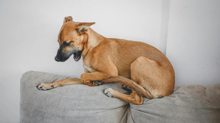 a brown dog sitting on top of a couch, by Emma Andijewska, pexels contest winner, aggressive pose, cysts, ochre, smooth clean texture