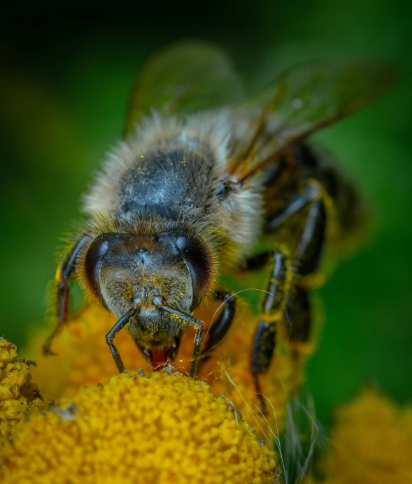 a bee sitting on top of a yellow flower, a macro photograph, by Sebastian Spreng, pexels contest winner, happening, paul barson, lovingly looking at camera, highly detailed 8k photo, portrait of an old