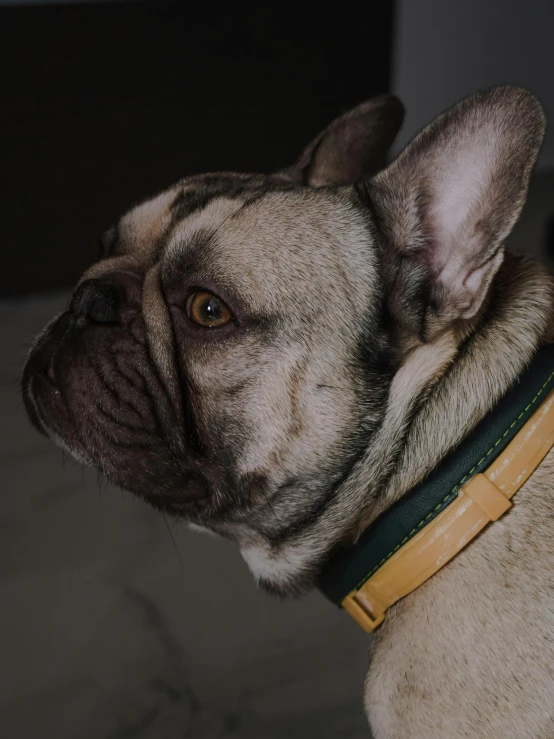 a close up of a dog wearing a collar, by Adam Marczyński, trending on unsplash, renaissance, gold and green, french bulldog, profile image, captured in low light