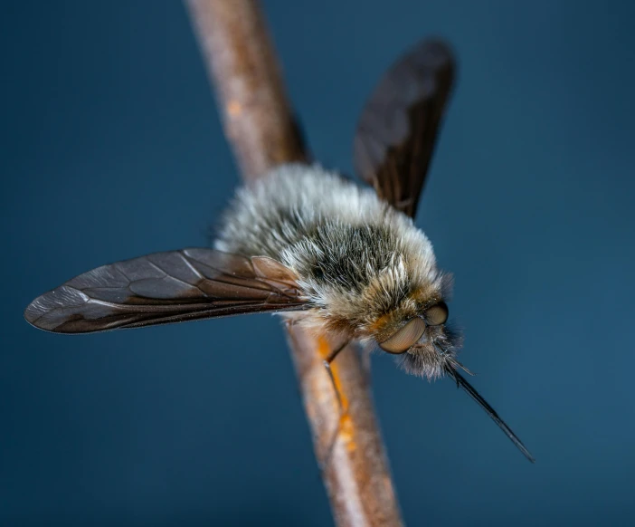 a close up of a bee on a twig, a macro photograph, by Jan Rustem, pexels contest winner, hurufiyya, moth, grey, sprawling, fluffy body