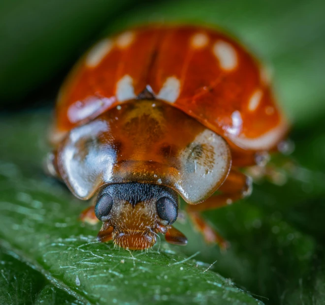 a lady bug sitting on top of a green leaf, a macro photograph, by Adam Marczyński, pexels contest winner, brown, avatar image, insectoid, red and orange colored