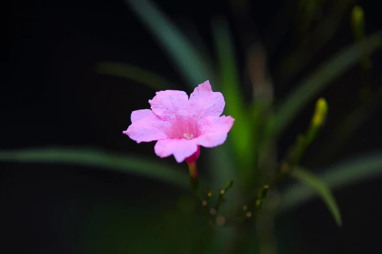 a pink flower sitting on top of a green plant, unsplash, hurufiyya, against dark background, sri lanka, shot on sony a 7, iridescent radiance