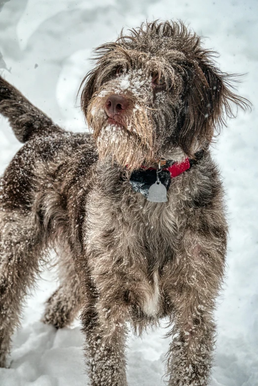 a dog that is standing in the snow, a portrait, pexels contest winner, scruffy brown beard, colored photo, pepper, high textured