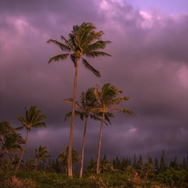 a group of palm trees sitting on top of a lush green field, by Matt Stewart, unsplash contest winner, dark purple clouds, hawaii beach, pink, standing against the storm