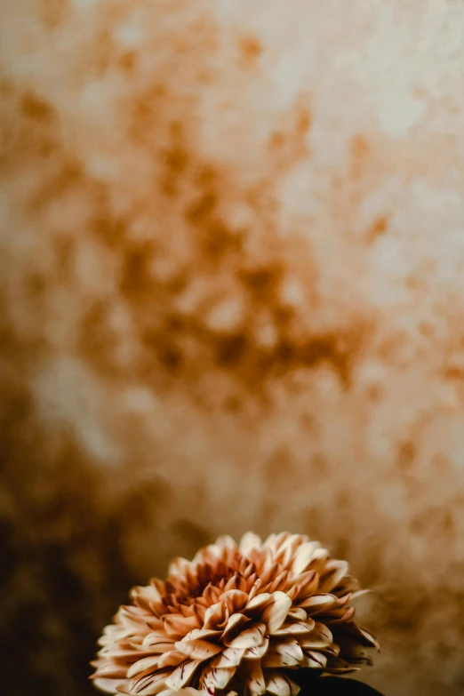 a close up of a flower in a vase, a macro photograph, by Peter Churcher, trending on unsplash, rusted walls, during sandstorm, brown:-2, portrait of small