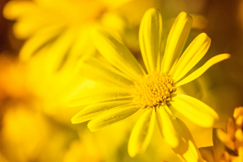 a close up of a bunch of yellow flowers, by Jan Rustem, unsplash, fan favorite, soft light - n 9, macro photography 8k, high resolution