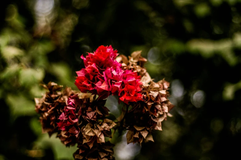 a close up of a bunch of dead flowers, a portrait, unsplash, bougainvillea, red trees, 50 mm bokeh, quixel megascans