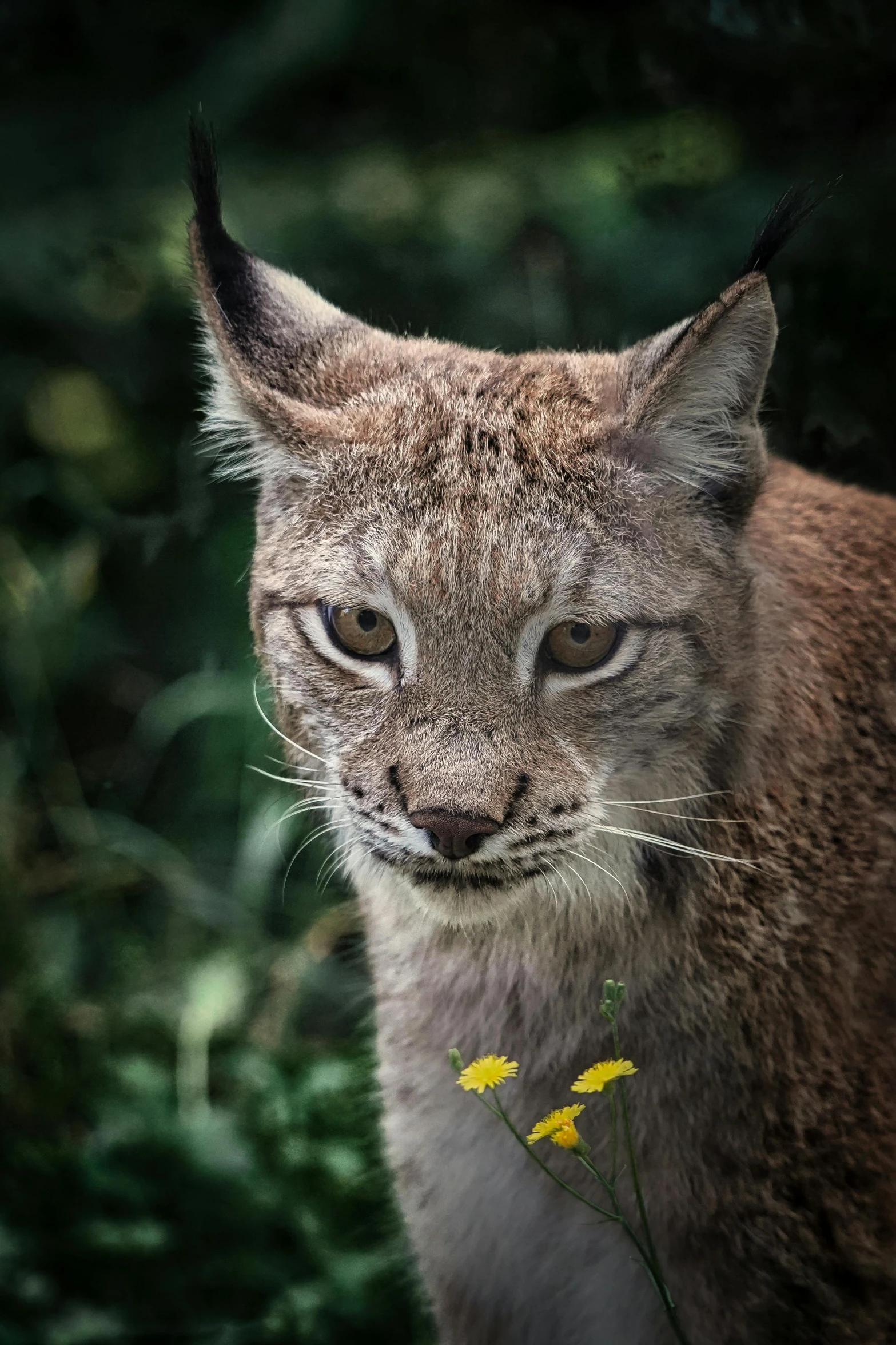 a close up of a cat with a flower in its mouth, a picture, by Sven Erixson, pexels contest winner, young lynx, looking threatening, zoomed out portrait of a duke, portrait of wild