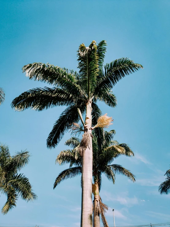 a tall palm tree sitting on top of a lush green field, inspired by Elsa Bleda, pexels contest winner, low fi, coconuts, low quality photo, a wooden