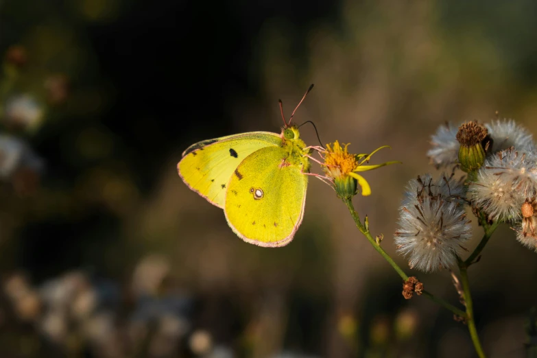 a yellow butterfly sitting on top of a flower, by Attila Meszlenyi, pexels contest winner, pale green backlit glow, 15081959 21121991 01012000 4k, small, light scatter