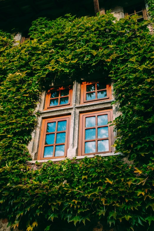 a tall building covered in lots of green plants, a picture, by Tobias Stimmer, pexels contest winner, arts and crafts movement, house windows, entwined in vines, brown, unsplash 4k