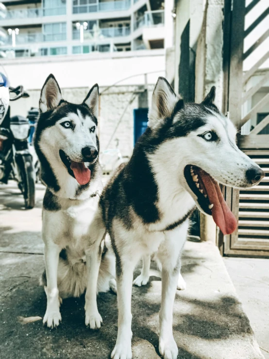 two dogs standing next to each other on a sidewalk, by Niko Henrichon, trending on unsplash, husky in shiny armor, heterochromia, ready to eat, made out of shiny silver