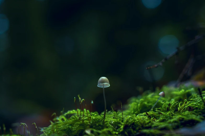 a small mushroom sitting on top of a moss covered forest, a macro photograph, by Elsa Bleda, magical realism, green glows, cinematic shot ar 9:16 -n 6 -g, miniature forest, low-angle