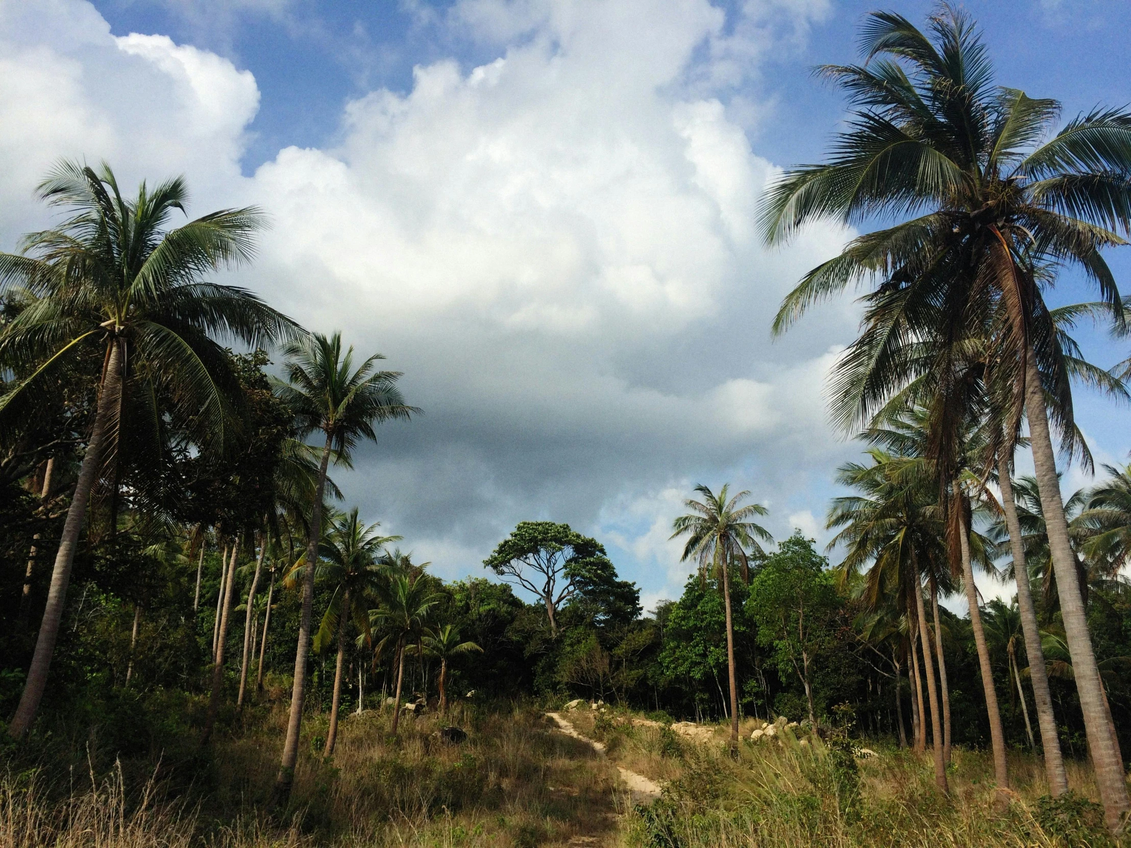 a dirt road surrounded by tall palm trees, thawan duchanee, partly cloudy sky, permaculture, instagram picture