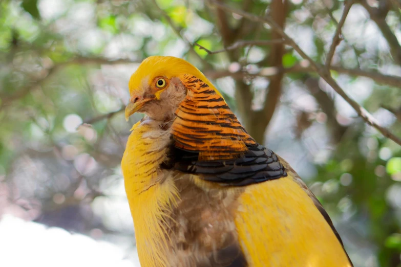 a close up of a bird on a tree branch, a portrait, pexels contest winner, elegant yellow skin, chicken, australian, very ornamented