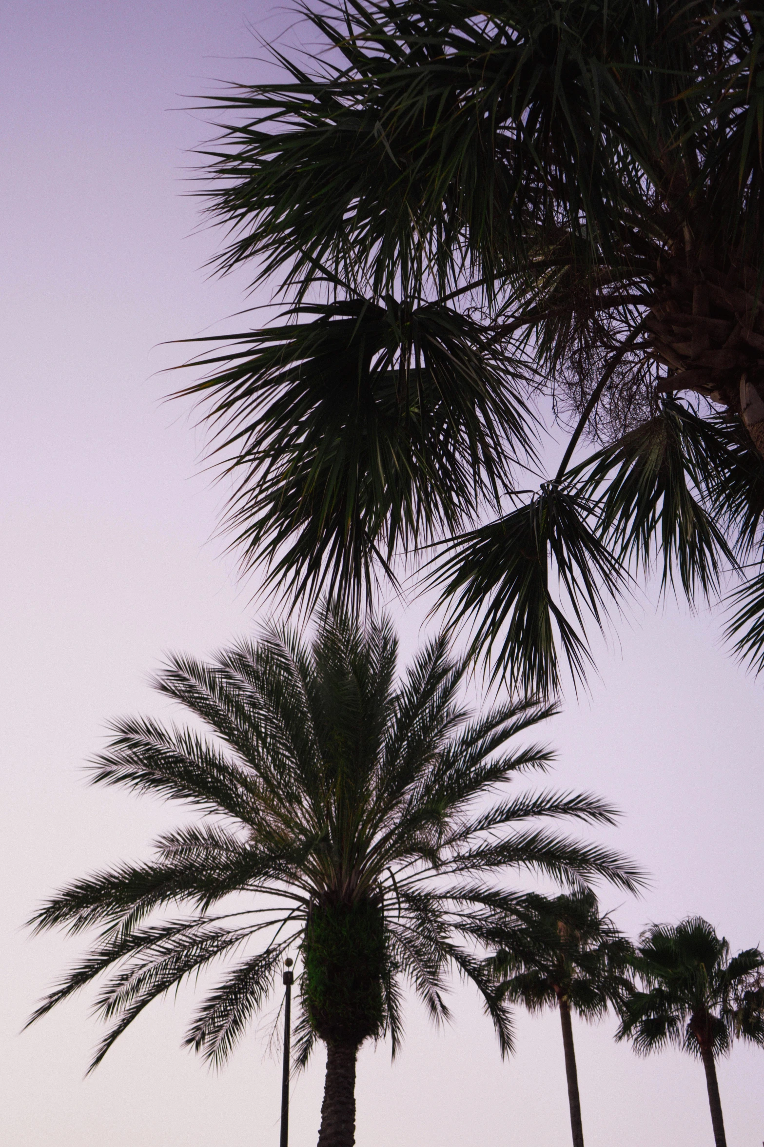 a group of palm trees next to a body of water, a screenshot, unsplash, hurufiyya, humid evening, ((purple)), the emerald coast, telephoto vacation picture