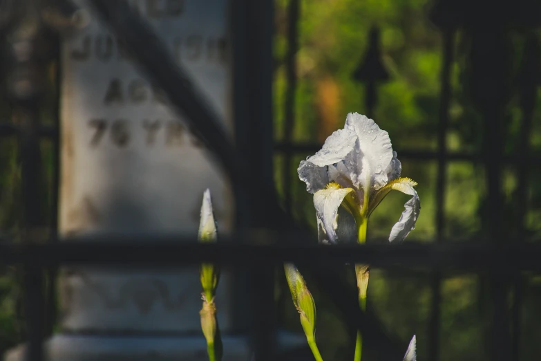 a close up of a flower near a fence, a portrait, unsplash, renaissance, tombstone, green iris, rising from a crypt, iron gate