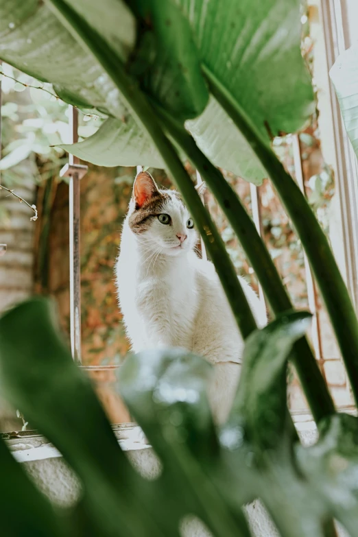 a white cat sitting on top of a window sill, by Julia Pishtar, pexels contest winner, archways made of lush greenery, in bloom greenhouse, portrait of tall, sitting on a leaf