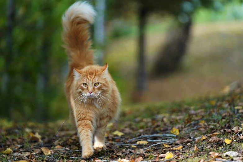 a cat walking on the ground in the woods, by Jan Tengnagel, pixabay contest winner, renaissance, long ginger hair windy, getty images, hunting, full body close-up shot