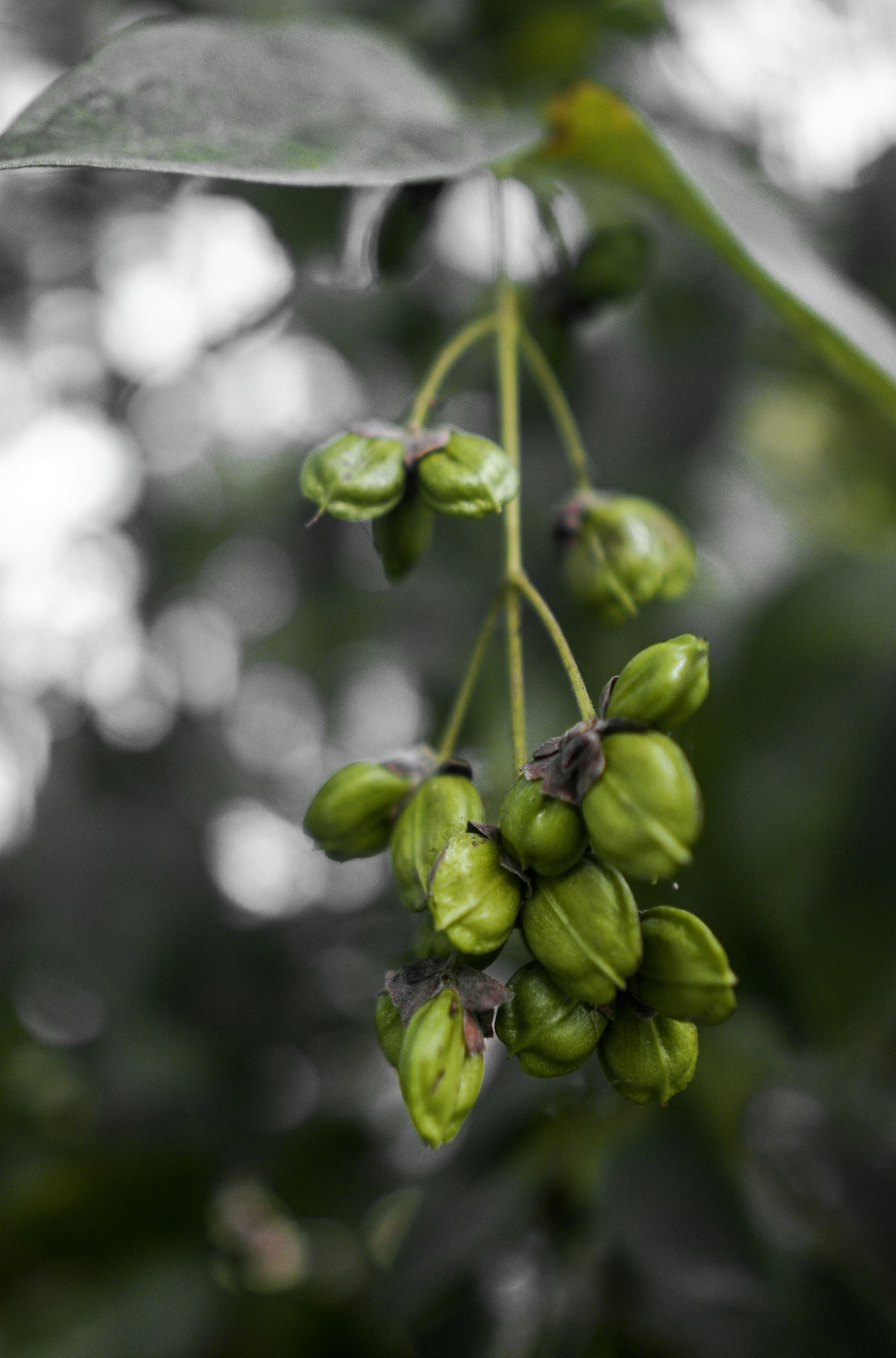 a bunch of green berries hanging from a tree, by Robert Brackman, flower buds, shot on sony a 7, grey, corn