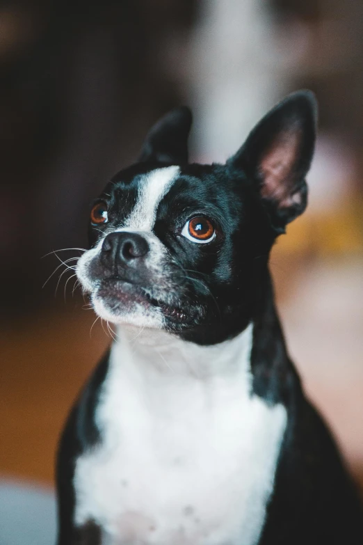 a black and white dog sitting on top of a table, pexels, renaissance, closeup headshot, multiple stories, slightly - pointed ears, boston