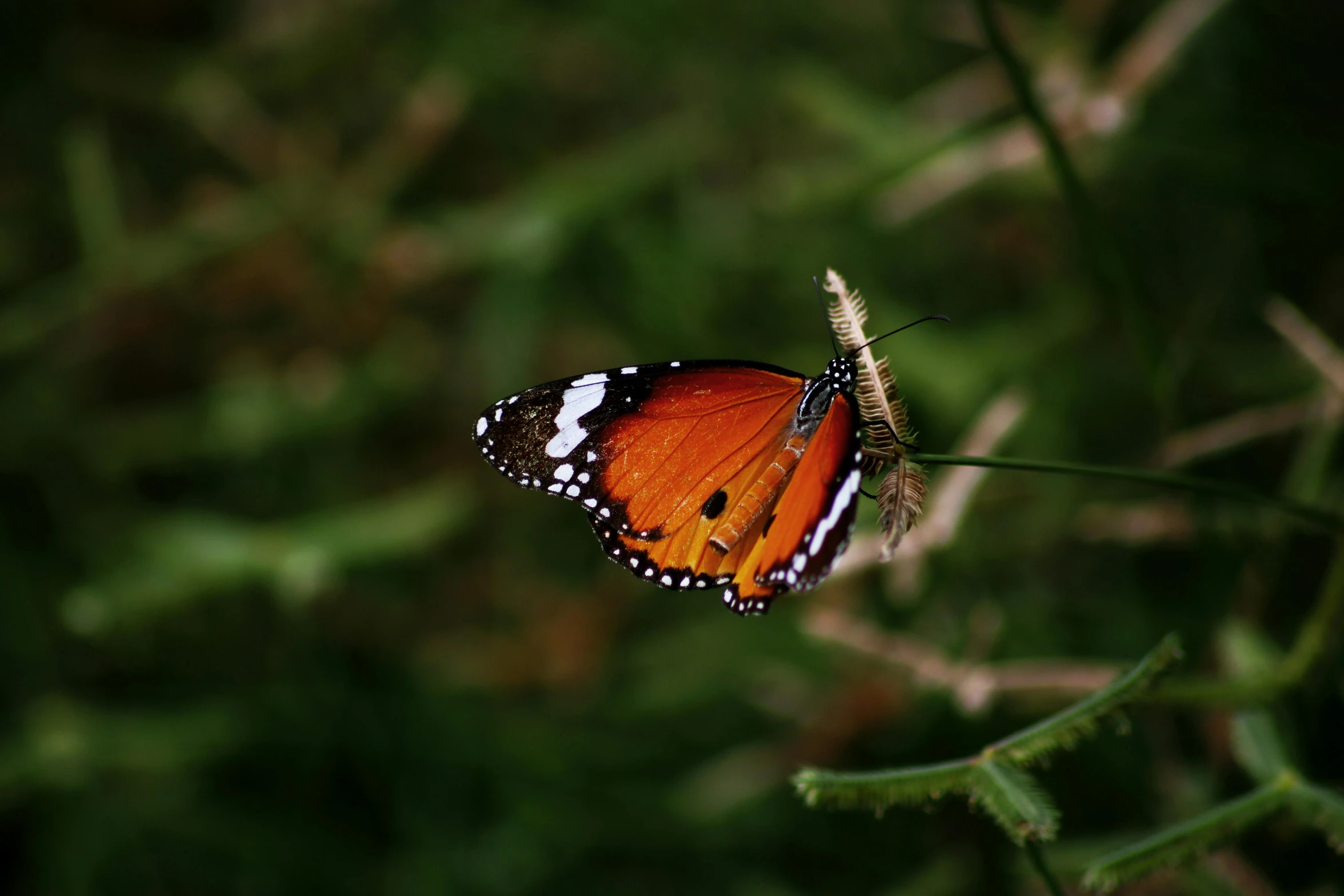 a close up of a butterfly on a flower, unsplash, paul barson, chilling on a leaf, manuka, taken in the late 2010s