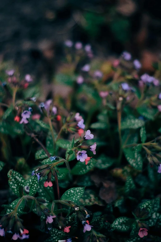 a group of purple flowers sitting on top of a lush green field, a macro photograph, inspired by Elsa Bleda, unsplash, pink and blue and green mist, forest floor, 35mm color photo, speckled