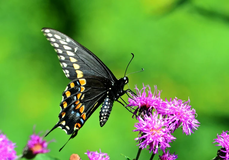 a close up of a butterfly on a flower, featured, fan favorite, swallowtail butterflies, 8k resolution”