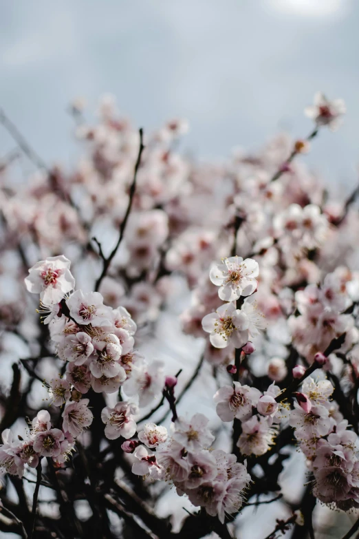 a bunch of flowers that are on a tree, trending on unsplash, baroque, almond blossom, paul barson, manuka, light pink mist