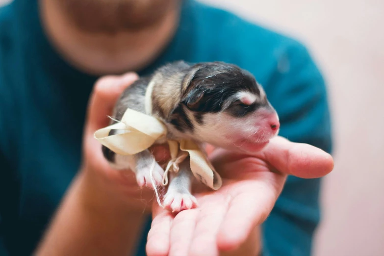 a close up of a person holding a small kitten, by Daniel Lieske, unsplash, renaissance, the african painted dog, showcases full of embryos, fetus, tamandua
