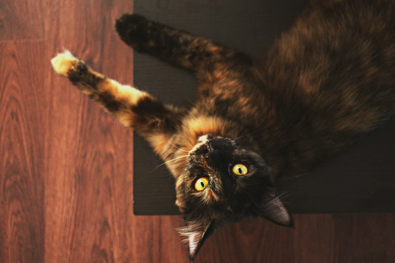 a cat laying on top of a wooden floor, by Julia Pishtar, pexels contest winner, arabesque, pixeled stretching, looking up at camera, on a table, smileeeeeee