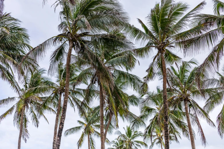 a number of palm trees near one another, by Terese Nielsen, unsplash, slight overcast weather, coconuts, madagascar, background image