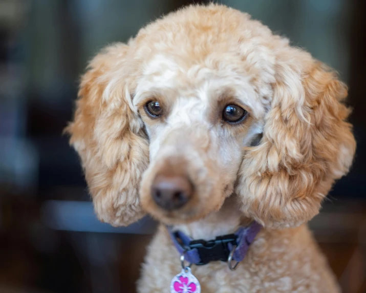 a close up of a dog with a tag on it's collar, a portrait, pexels contest winner, blond curly hair, beautiful animal pearl queen, a bald, portrait of a small