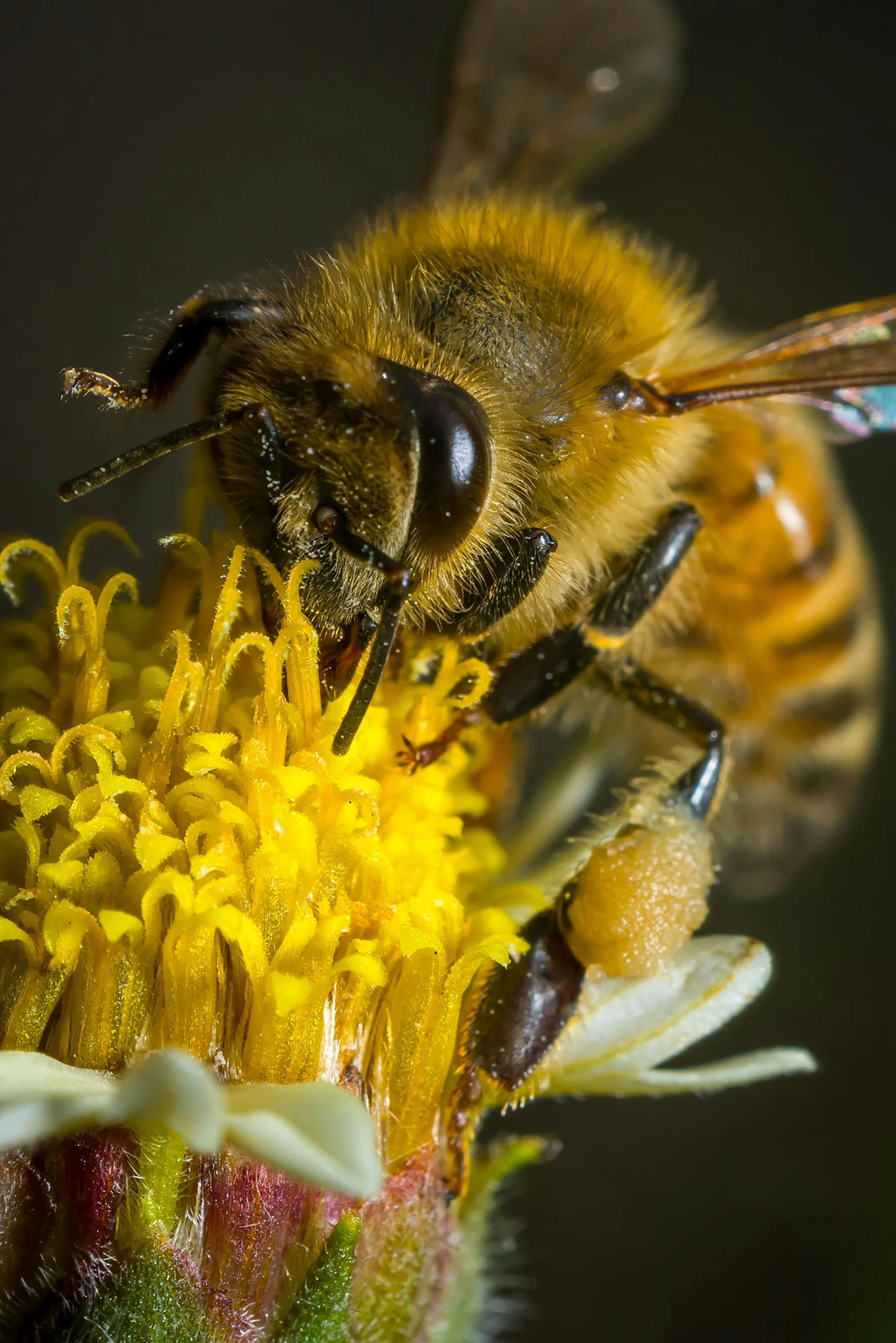 a bee sitting on top of a yellow flower, a macro photograph, by artist, renaissance, natgeo, ap, panel, wearing honey