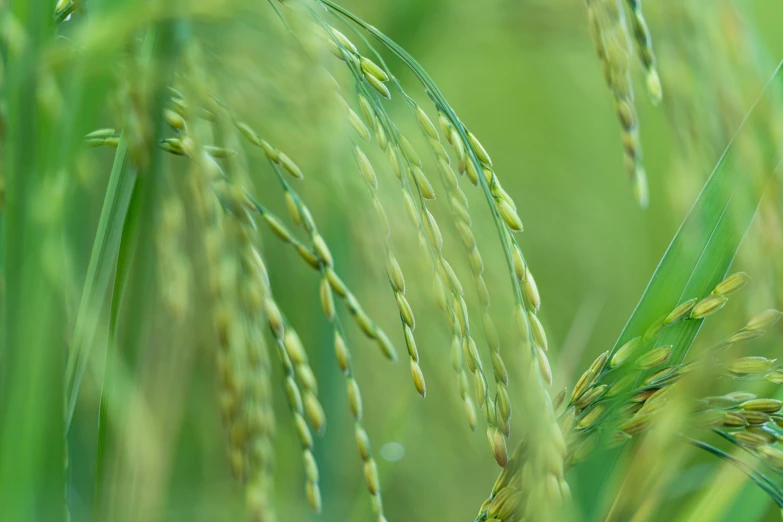 a close up of a bunch of green grass, by David Simpson, hurufiyya, malt, portrait image