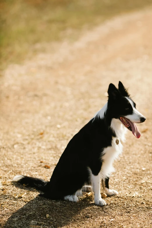 a black and white dog sitting on a dirt road