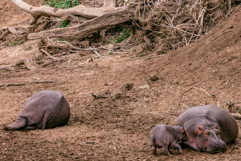 a couple of hippos laying on top of a dirt field, pexels contest winner, hurufiyya, on a riverbank, 🐋 as 🐘 as 🤖 as 👽 as 🐳, pregnancy, panoramic shot